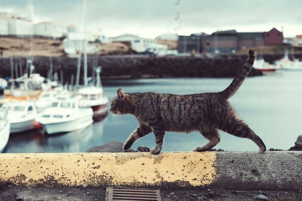 A cat with suspected autism walks outside