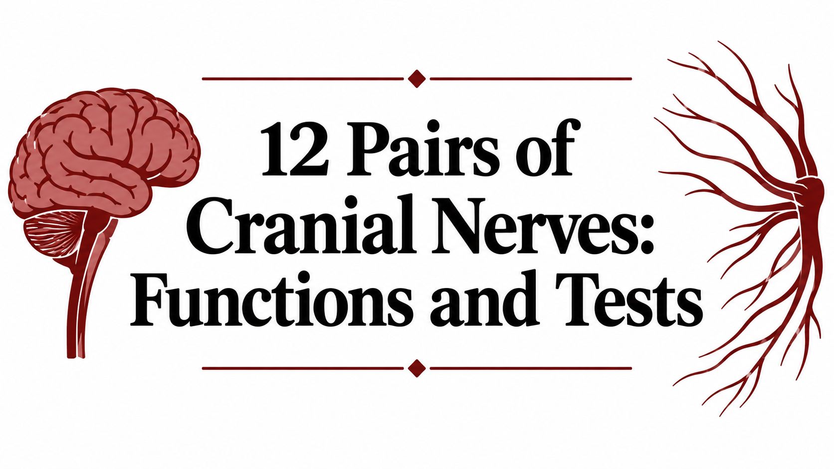 Graphic title: '12 Pairs of Cranial Nerves: Functions and Tests' with a red brain illustration on the left and a branching neuron on the right.